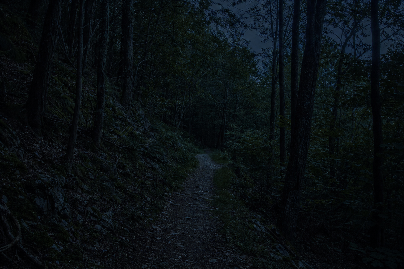 Illuminated winding path through trees